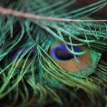 Pluma